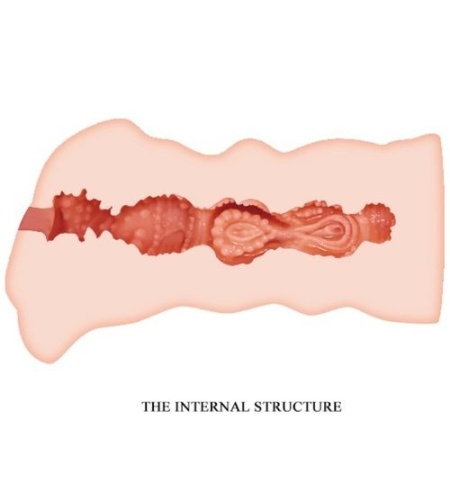 Sección transversal de la vagina, para ver el interior